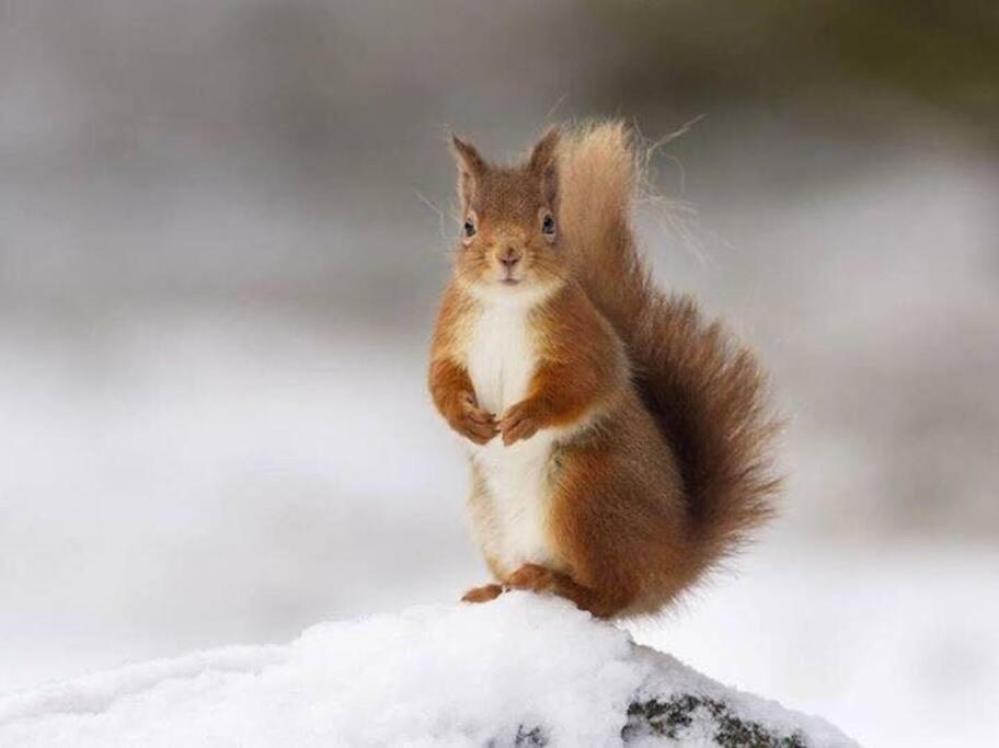 Red Squirrel Log Cabin With Hot Tub 키이스 외부 사진